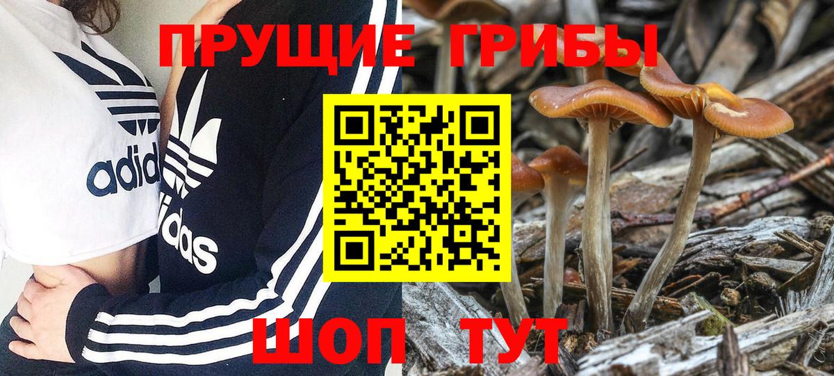 Галлюциногенные грибы Psilocybine cubensis  Вход с VPN  Удомля 